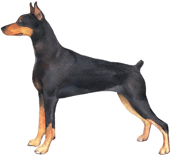 Dogs of the World Poster